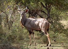 Mabalingwe Game Reserve