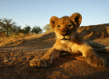 Mabalingwe Game Reserve | Simon Hurry on Unsplash