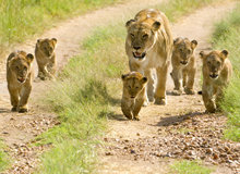 Mapesu Game Reserve | #TourAfrica #viaggigiovani Mapesu Game Reserve