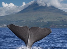 Sao Jorge
