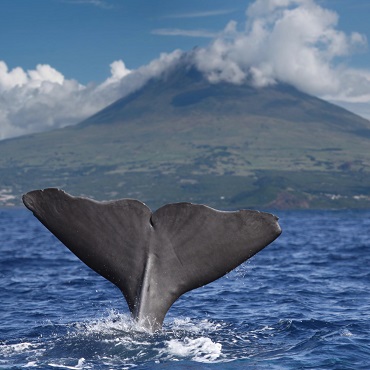 Balene, Ilha Pico | Top 3 Azzorre Trekking