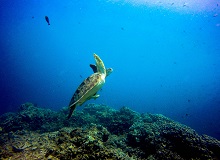 Isole Gili | #Indonesia #viaggigiovani Isole Gili