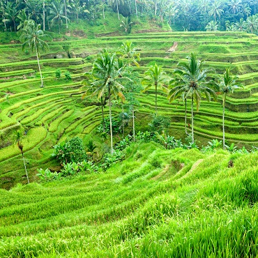Verdi risaie di Bali | Top 3 Indonesia
