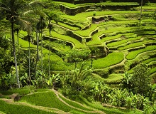 Risaie terrazzate di Tegallalang | #Indonesia #viaggigiovani Risaie terrazzate di Tegallalang