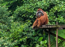 Semenggoh | #Malesia #viaggigiovani Semenggoh