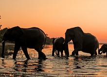 Elefanti lungo il Chobe River