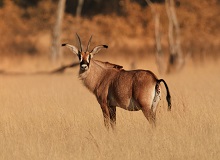 Safari nel Mudumu National Park