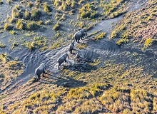 Delta Okavango