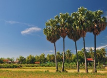 Natura sull'isola di Koh Trong | #Cambogia #viaggigiovani Natura sull'isola di Koh Trong