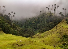 Valle del Cocora | #Colombia #viaggigiovani Valle del Cocora