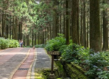 Jeju Hwangsang Gotjawal Forest