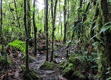 Foresta Arenal