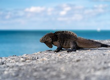 Cayo Iguana