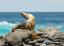 Isla Isabela Leone Marino | #Ecuador #viaggigiovani Isla Isabela Leone Marino