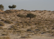 Ras Al Khaimah Desert