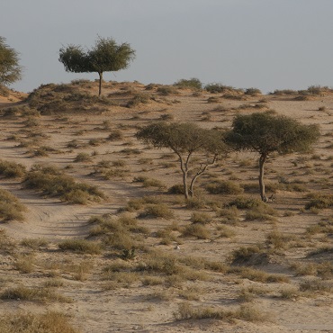 Deserto di Ras Al Khaimah | #viaggigiovani #EmiratiArabi Deserto di Ras Al Khaimah | Top 3 Emirati Arabi