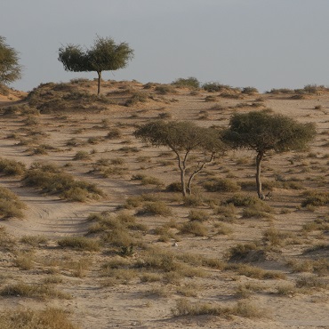 Deserto di Ras Al Khaimah | Top 3 Emirati Arabi