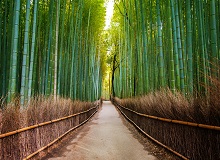 La foresta dei bamboo del quartiere Arashiyama