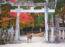 Il parco di Nara