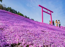 Higashimokoto Shibazakura Park | #Giappone #viaggigiovani Higashimokoto Shibazakura Park