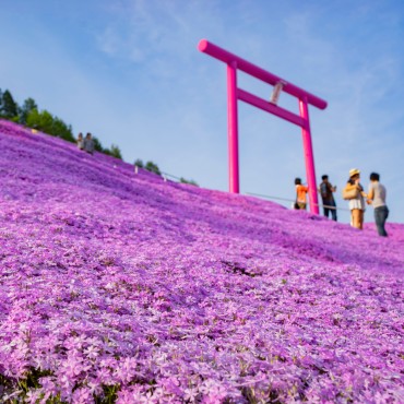 Higashimokoto Shibazakura Park | #viaggigiovani #Giappone Higashimokoto Shibazakura Park | Top 3 Giappone