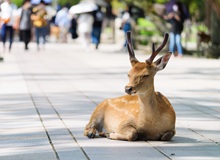 Nara