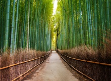La foresta dei bamboo del quartiere Arashiyama | #Kyoto #viaggigiovani La foresta dei bamboo del quartiere Arashiyama