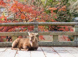 Il parco di Nara