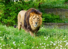 Parco Nazionale di Gir | #ViaggioRajasthan #Gujarat #viaggigiovani Parco Nazionale di Gir