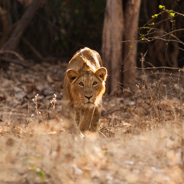 Leone asiatico nel Gir National Park | Top 3 India Gujarat, Rajasthan e Festival Hindu