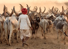Rabari | #ViaggioRajasthan #Gujarat #viaggigiovani Rabari