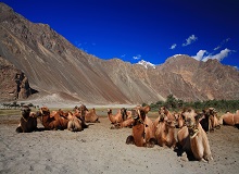 Nubra Valley