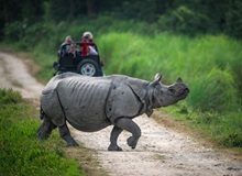 Rinoceronte al Kaziranga National Park | #India #viaggigiovani Rinoceronte al Kaziranga National Park