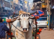 Mucca, Delhi | #India #viaggigiovani Mucca, Delhi