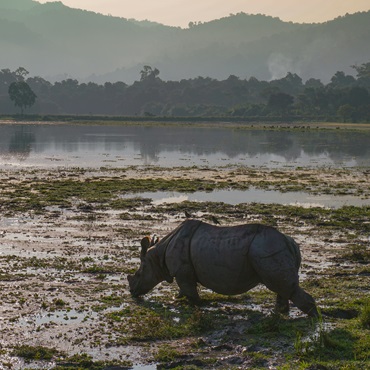 Rinoceronte, Kaziranga National Park | #viaggigiovani #India Rinoceronte, Kaziranga National Park | Ashwina Kumar on Unsplash | Top 3 India Nagaland e Hornbill Festival