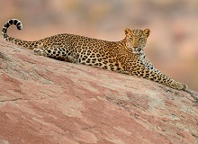 Leopardo Jawai | #ViaggioRajasthan #viaggigiovani Leopardo Jawai