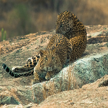 Leopardo | #viaggigiovani #TourIndia Leopardo | Advik Mehta on Unsplash | Top 3 India Rajasthan Original