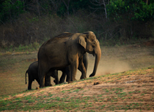 Santuario Periyar Wild Life | #TourIndia #viaggigiovani Santuario Periyar Wild Life