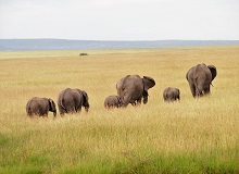 Elefanti nella Masai Mara Game Reserve