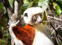 Lemure Sifaka