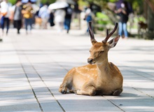 Nara