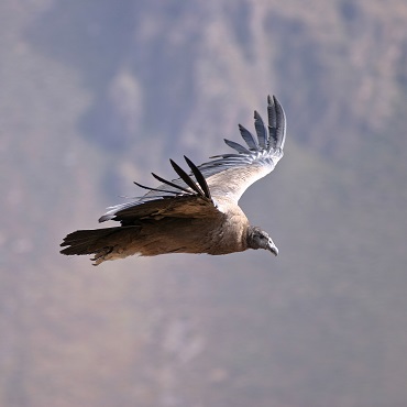  Condor andino | Top 3 Peru