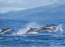 Delfini al largo della costa | #Portogallo #viaggigiovani Delfini al largo della costa