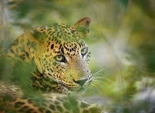 Leopardo al Wilpattu National Park