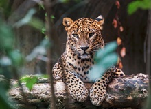 Leopardo nello Yala National Park | #SriLanka #viaggigiovani Leopardo nello Yala National Park