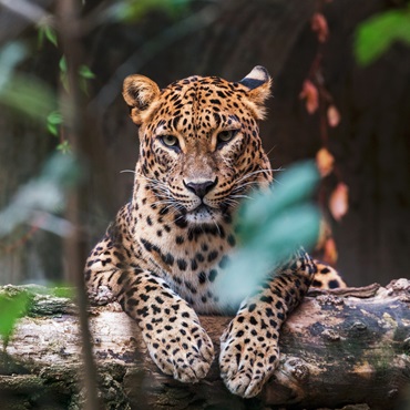 Yala National Park | #viaggigiovani #TourSriLanka Yala National Park | Top 3 Sri Lanka Express