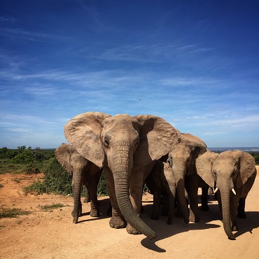 Addo Elephant Park | Romain Terpreau on Unsplash | Top 3 Sudafrica