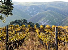 Regione vinicola | Devon Janse von Rensburg on Unsplash