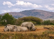 Rinoceronti nella Hluhluwe Game Reserve | Matthias Mullie on Unsplash