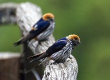 Uccellini nella Msinene Nature Reserve | Simon Hurry on Unsplash